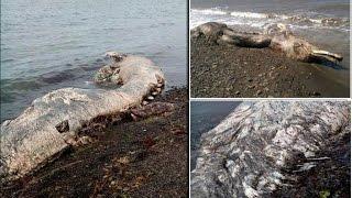 A Furry Dolphin? Sea Creature With 'Fur And Beak' Washed Up On Russian Coast