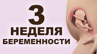 Что происходит с мамой и ребёнком на 3 неделе беременности? 1 месяц беременности. Первый триместр.