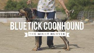 ALL ABOUT BLUETICK COONHOUND