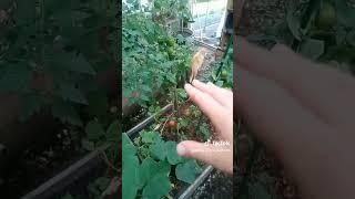 Помидоры сорт Кумато в теплице у дяди Вити. #помидоры #кумато #сад #дача #огород #дядявитя #теплица