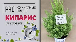 Кипарис - хвойник для дома на все времена года | Как подружиться с этим салатовым красавцем