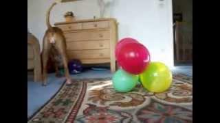 BOXER DOG LOVES BALLONS