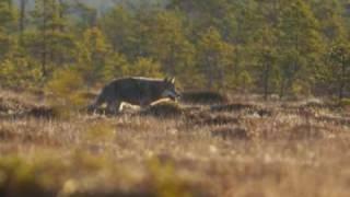 Estonia beautiful nature- Animals