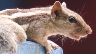 2000mm Televideo | Funny Squirrel sounds | HD Extreme close up