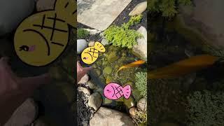 Do the koi get stuck??? #backyardoasis #koipond #koi