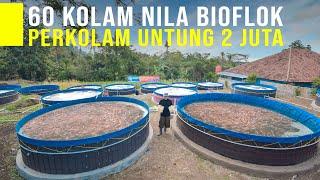 Peluang Usaha Budidaya Ikan Nila Bioflok Panen Cepat dan Untung 2 Juta Per Kolam