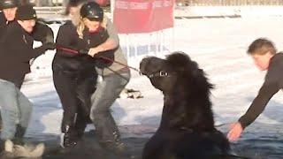 Лошади Отчаянно Бьются в Ледяной Воде. Всадники, Похоже, Совсем Растерялись