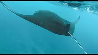 Ocean Life and Nature Documentary - Amazing Underwater Marine Life Documentary// Switzerland  see