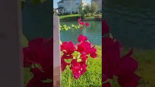 Morning Devotion. #jesus #jesuslovesyou #ilovejesus #bible #shortvideo #shorts
