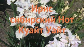 Ирис сибирский Нот Куайт Уайт (iris sibirica)  обзор: как сажать, саженцы ириса Нот Куайт Уайт