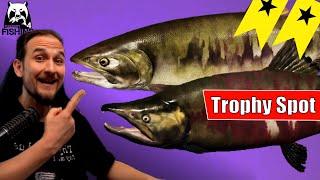 Russian Fishing 4 - Jama - Trophy Spot - Keta Lachs auf Blinker