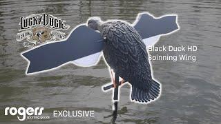 ROGERS EXCLUSIVE: Lucky Duck Black Duck HD Spinning Wing Decoy