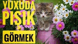 Yuxuda pişik görmek nədir  - Yuxu yozmalar  #yuxuyozmalar #melumattoplusu