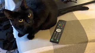 Funny Cat Refuses To Give Up TV Remote