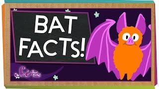 3 Fun Facts About Bats!  | SciShow Kids