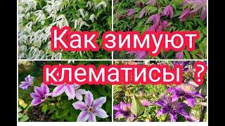 КАК ЗИМУЮТ КНЯЖИКИ И ДРУГИЕ КЛЕМАТИСЫ 2-3 ГРУППЫ ОБРЕЗКИ ? 