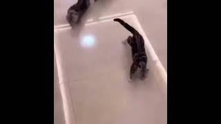 YAPPY!!#shorts #short #shortvideo #коты #мемес #мемы #meme #memes #мем #смех #смешныевидео