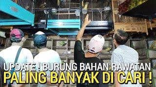 PALING LARIS ! BURUNG GACOR HARGA BAHAN BURONAN KICAU MANIA DI PASAR BURUNG PRAMUKA HARI INI