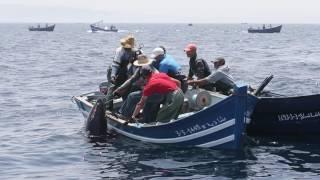 Orcas Killer Whales. Artisanal fishing of red  tuna in Morocco.