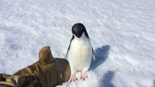 An angry penguin stands alone in the middle of Antarctica