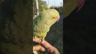 Tota mithu parrot biutyful #parrot #mithu #viral #shorts