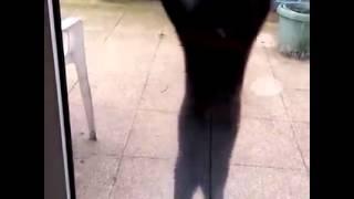 Best vines video