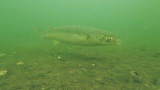 Подводная жизнь Азовского моря /Underwater life of the Azov Sea/ Эксперимент с прикормкой 21 07 2024