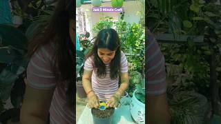 Grow Rubber Plant Just 5 minutes #gardening #explore #shorts