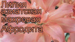 Лилия азиатская махровая Афродита  обзор: как сажать, луковицы лилии Афродита