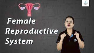 Female Reproductive System | Biology