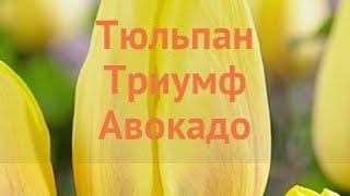 Тюльпан обыкновенный Авокадо (tulipa avocado)  Авокадо обзор: как сажать, луковицы тюльпаны Авокадо