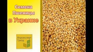 Семена ячменя, пшеницы  купить в Украине  от Агроэксперт-Трейд