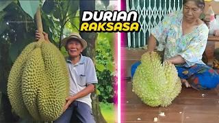 1 BUAH BISA BUAT SEKAMPUNG!! Ini 8 jenis Durian Paling Aneh yang Pernah Ada