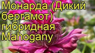 Монарда гибридная Махогани. Краткий обзор, описание характеристик мonarda hybrida Mahogany