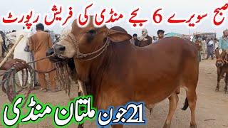 Today Multan Cow Mandi Fresh Latest Updates | Cow Mandi 2025 | Cholistani Ablk Nukre Sahiwal Bachre