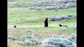 Grizzly Encounter with Mother and 5 Cubs - Yellowstone National Park