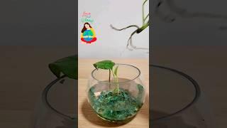 INDOOR PLANT 🪴 Let's Reuse Marbles 🪴 #planting 🪴 #saveplanet 🪴 #asmrsounds 🪴 #viralshorts