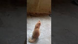 #cat 