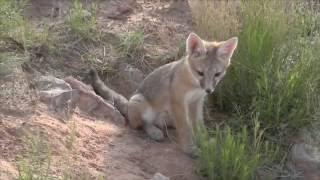 Family of Desert Fox, Short Version