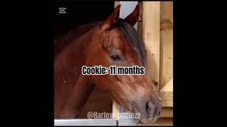 How long Harlow owns her horses (in order) @HarlowLunaWhite #equestrian #harlowandpopcorn #horses