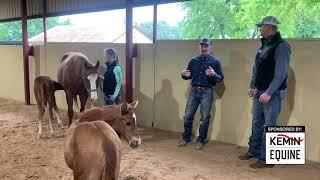 The Importance of Equine Prebiotics and Probiotics for Gut Health