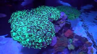 Let's talk about Frogspawn, one of my favorite corals!