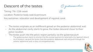 Reproductive System Mini-series (Part 1): Descent of the Testes