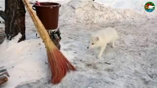 Песец- дебошир. Плато Путорана. Озеро Аян / Arctic Fox, The Little Rascal. Siberia