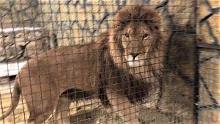 Вот вам и Муфаса в целости и сохранности! Here's Mufasa safe and sound!