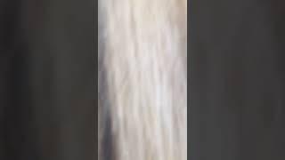 Siska Nurmala Vlog  - sexy model bigo hot playboy bigo live pemersatu bangsa tante semok