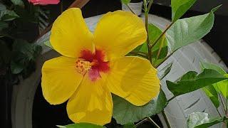 Como Cuido Mis Hibiscus Trasplante,Fertilizante,& Más!Tulipan!Obelisco! #jardineria #jardincasero