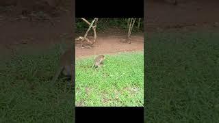 Wildlife monkey in Mohanokor troop  #monkeyliving #shortsvideo