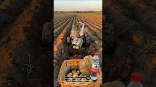 Potato harvesting robot: amazing agricultural tech