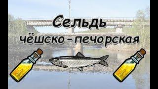 Русская Рыбалка 3.99 (Russian Fishing) Сельдь чёшско-печорская